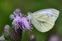 Pieris napi