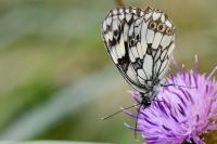 Melanargia galathea
