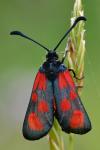 Zygaena loti