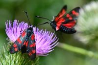 Zygaena transalpina