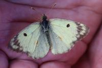 Colias alfacariensis