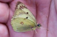 Colias alfacariensis