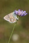 Lysandra bellargus