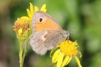 Coenonympha pamphilus