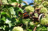 Vanessa atalanta