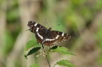 Araschnia levana