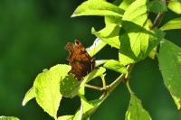 Polygonia c-album
