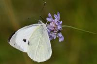 Pieris brassicae