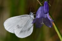 Leptidea sinapis