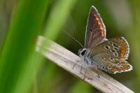 Aricia agestis