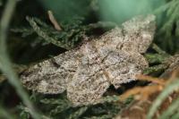 Peribatodes rhomboidaria rhomboidaria