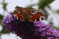 Aglais io