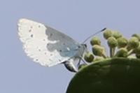 Celastrina argiolus