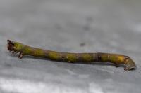 Biston betularia