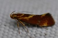 Metalampra italica