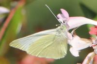Pieris rapae