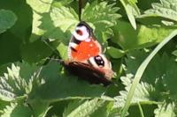 Aglais io