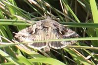 Autographa gamma