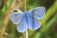Polyommatus icarus
