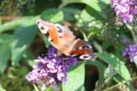 Aglais io