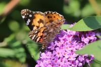 Vanessa cardui