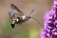Macroglossum stellatarum