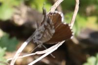 Cacyreus marshalli