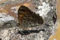 Lasiommata megera