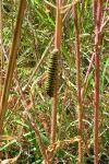 Papilio machaon