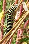 Papilio machaon