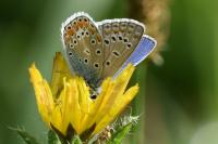 Polyommatus icarus