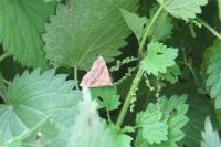 Hypena proboscidalis