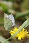 Pieris napi