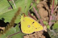 Colias crocea
