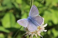 Polyommatus icarus
