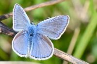 Polyommatus icarus