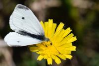 Pieris rapae