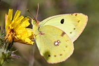 Colias alfacariensis