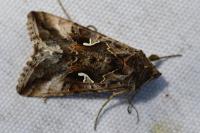 Autographa gamma