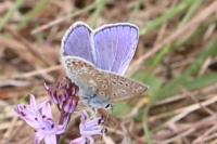 Polyommatus icarus