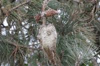 Thaumetopoea pityocampa