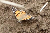 Vanessa cardui
