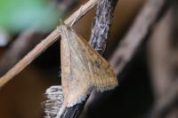 Udea ferrugalis