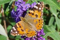 Vanessa cardui
