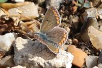 Aricia agestis
