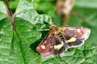 Pyrausta aurata