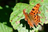 Polygonia c-album