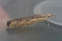 Agriphila geniculea