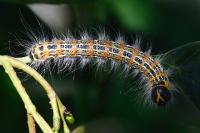Phalera bucephala