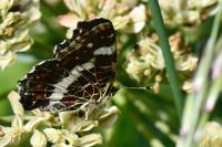 Araschnia levana